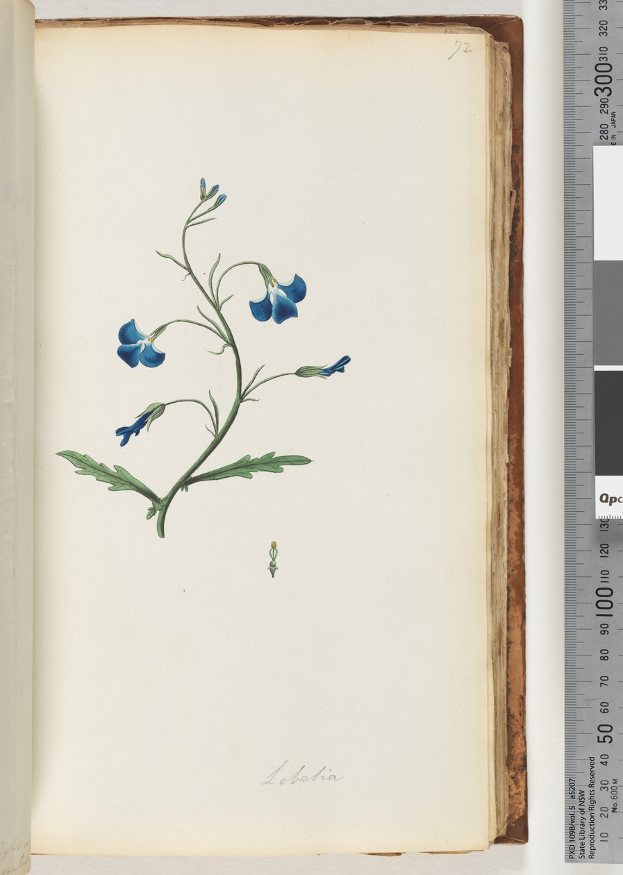 Strana 72. Lobelie od Unknown artist