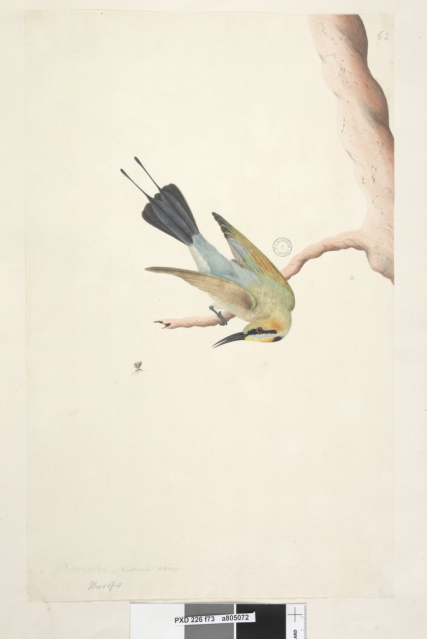 Strana 73. Merops. výše uvedený titul v jiné ruce listopadu. Přirozená velikost Rainbow Bird Merops ornatus, 1791-92 od Unknown artist