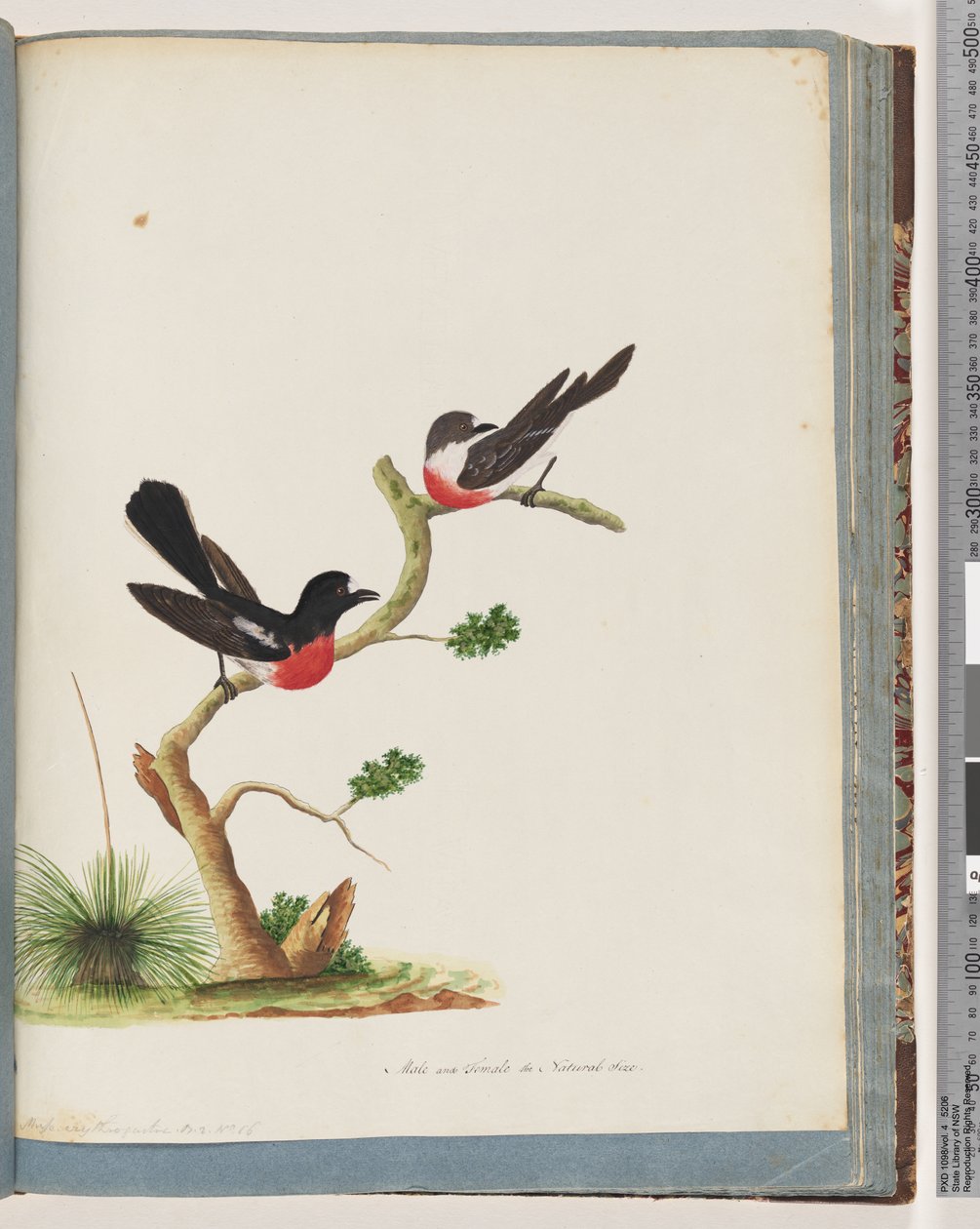 Strana 73. Scarlet Robins od Unknown artist