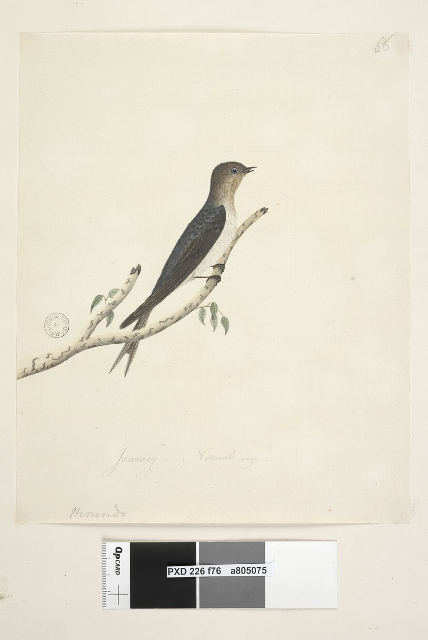 Strana 76. Hirundo. dole uprostřed v jiné ruce leden Přirozená velikost Welcome Swallow Hirundo neoxena, 1791-92 od Unknown artist