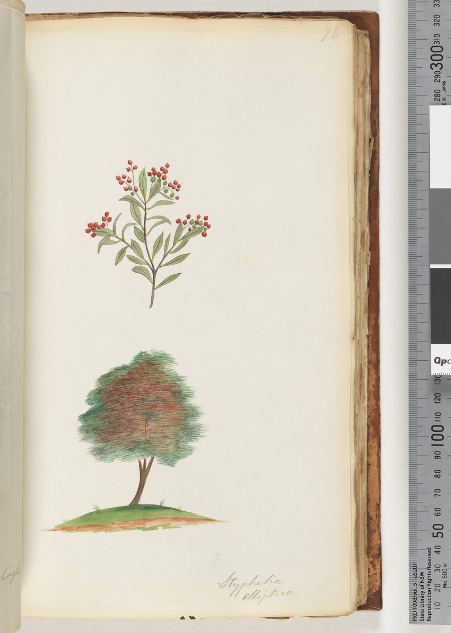 Strana 76. Styphelia elliptica / Tree Broom Heath od Unknown artist