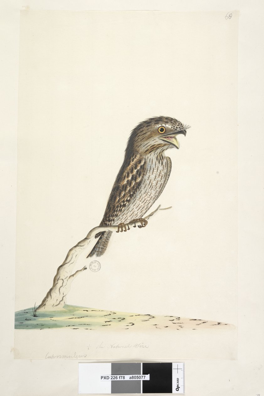 Strana 78. Caprimulgus. dole uprostřed v jiné ruce 1/2 přirozené velikosti Tawny Frogmouth Podargus strigoides, 1791-92 od Unknown artist