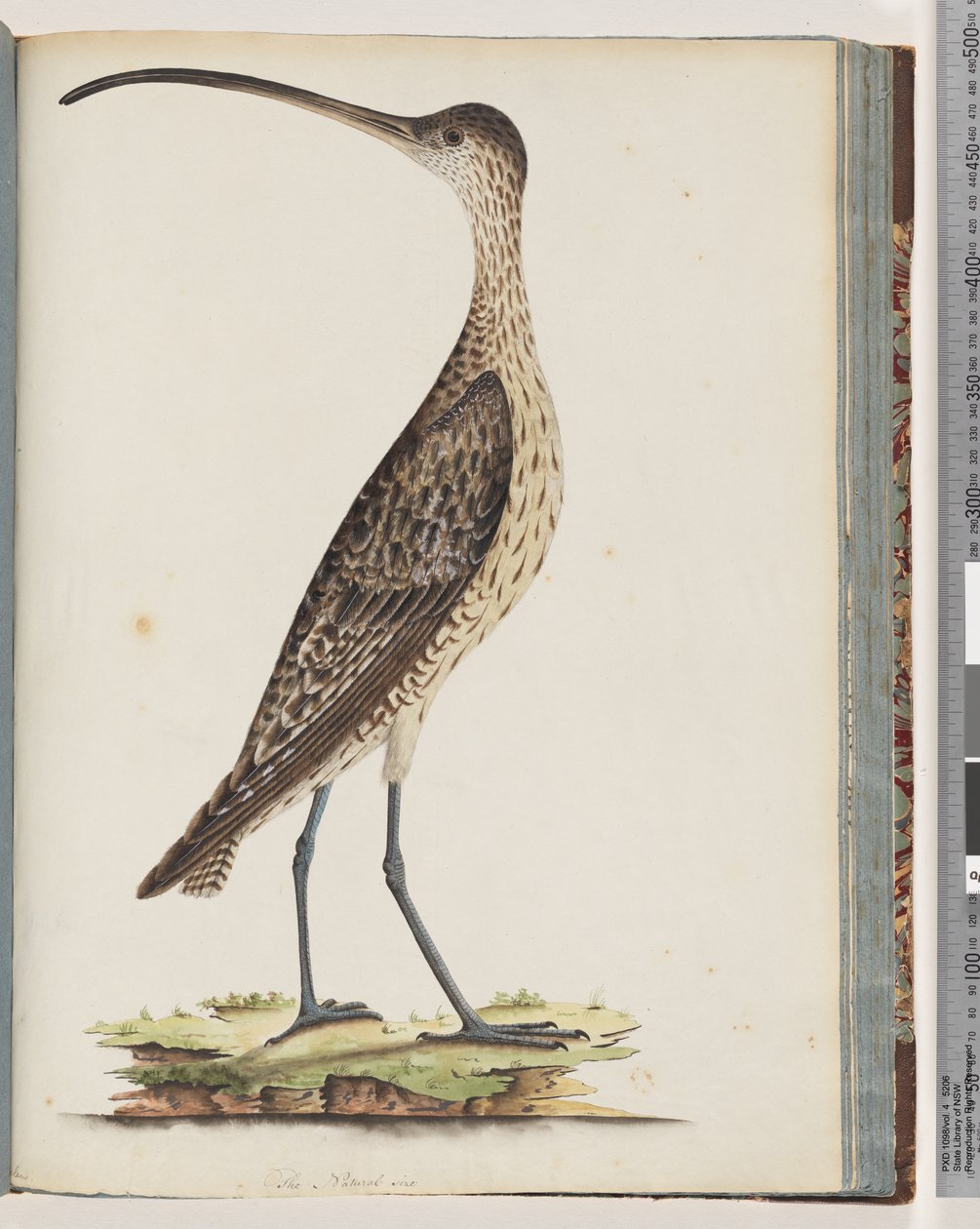 Strana 78. Eastern Curlew od Unknown artist