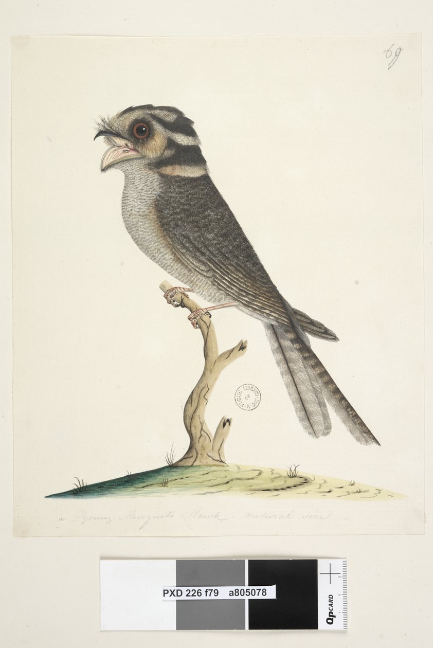 Strana 79. Mladý jestřáb muškátový, přirozená velikost Sýček Nightjar Aegotheles cristatus, 1791-92 od Unknown artist
