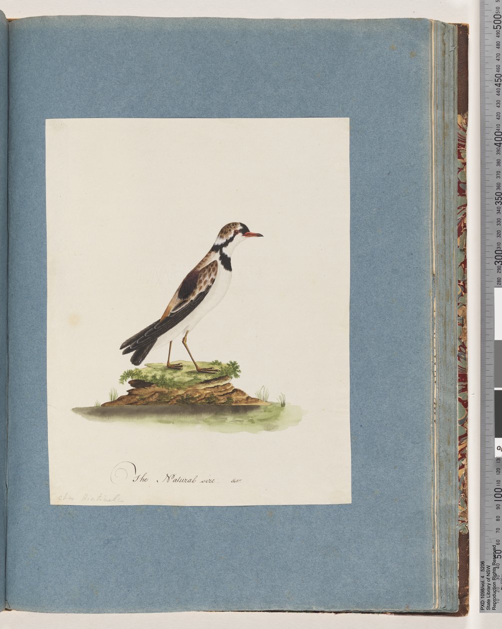 Strana 79. Dotterel černočelý. Charadrius Hiaticula od Unknown artist
