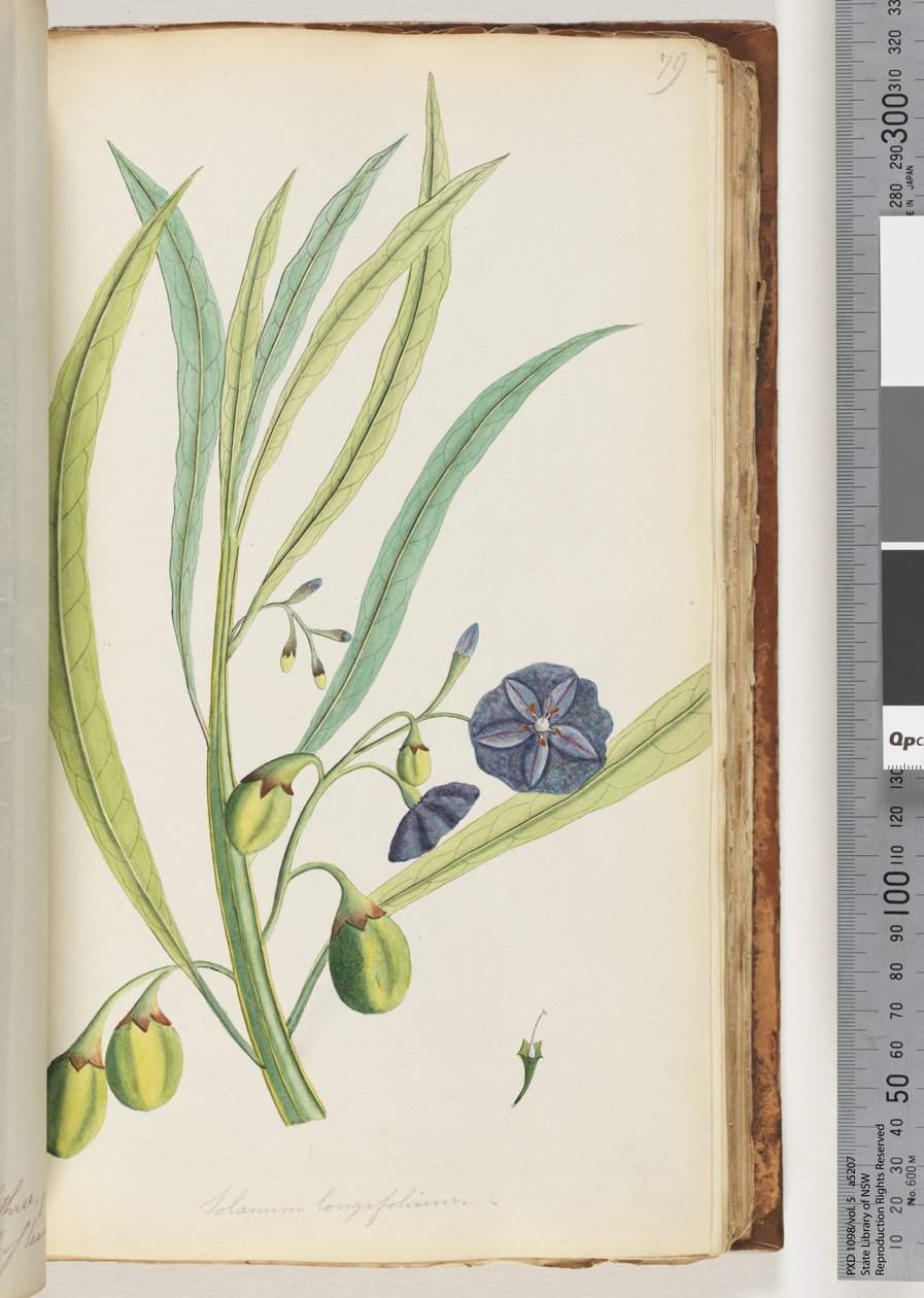 Strana 79. Solanum longifolium od Unknown artist