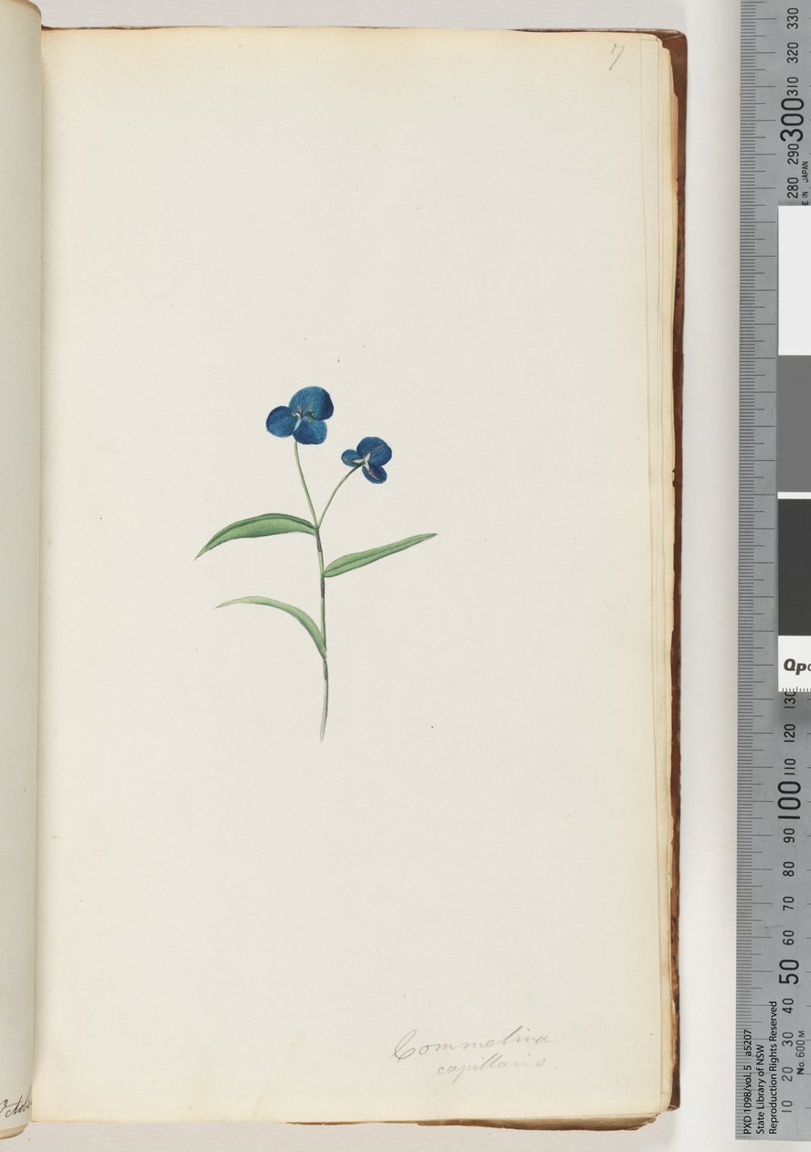 Strana 7. Commelina capillaris od Unknown artist