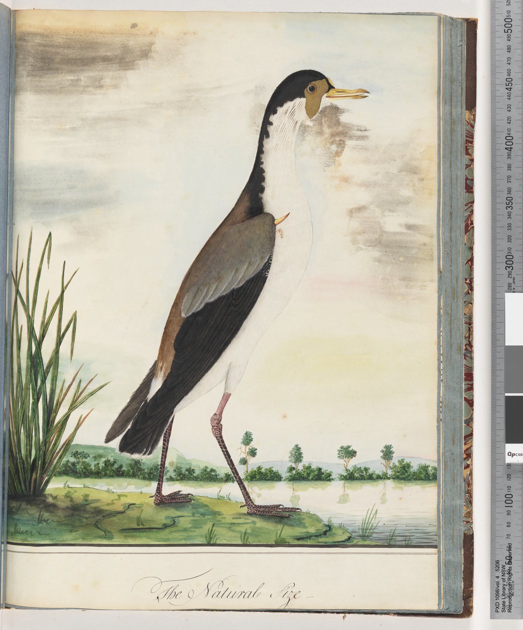 Strana 80. Čejka maskovaná nebo ostruha, kulík okřídlený od Unknown artist