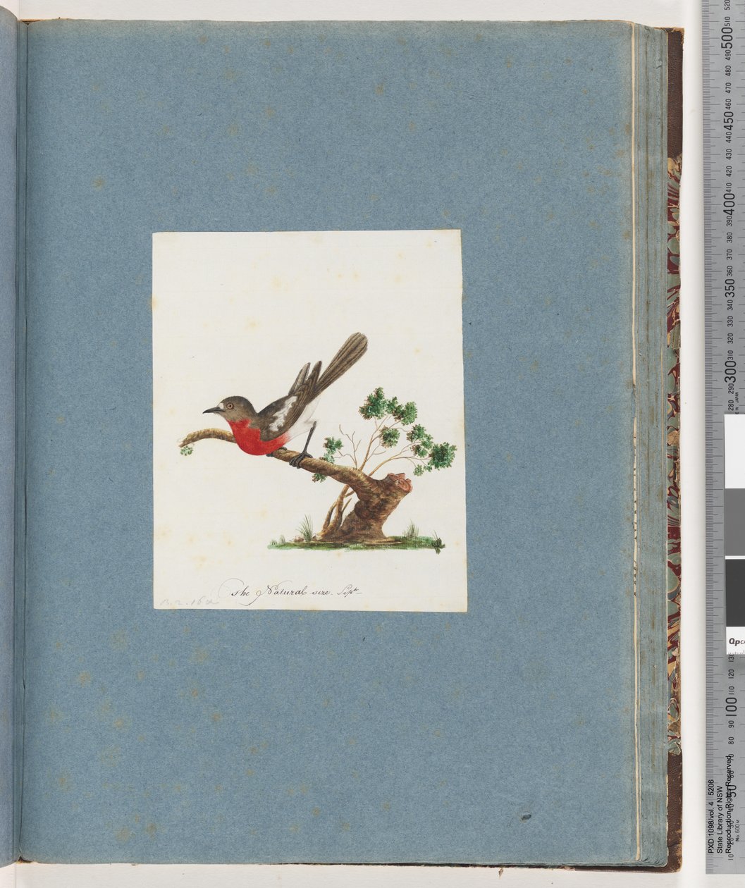 Strana 81. Scarlet Robin od Unknown artist
