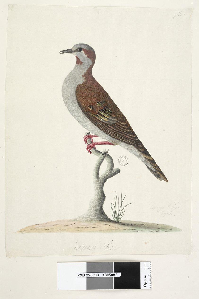Strana 83. Bronzový okřídlený holub. dole uprostřed v jiné ruce Přirozená velikost Štětec Bronzewing Pigeon Phaps elegans, 1791-92 od Unknown artist