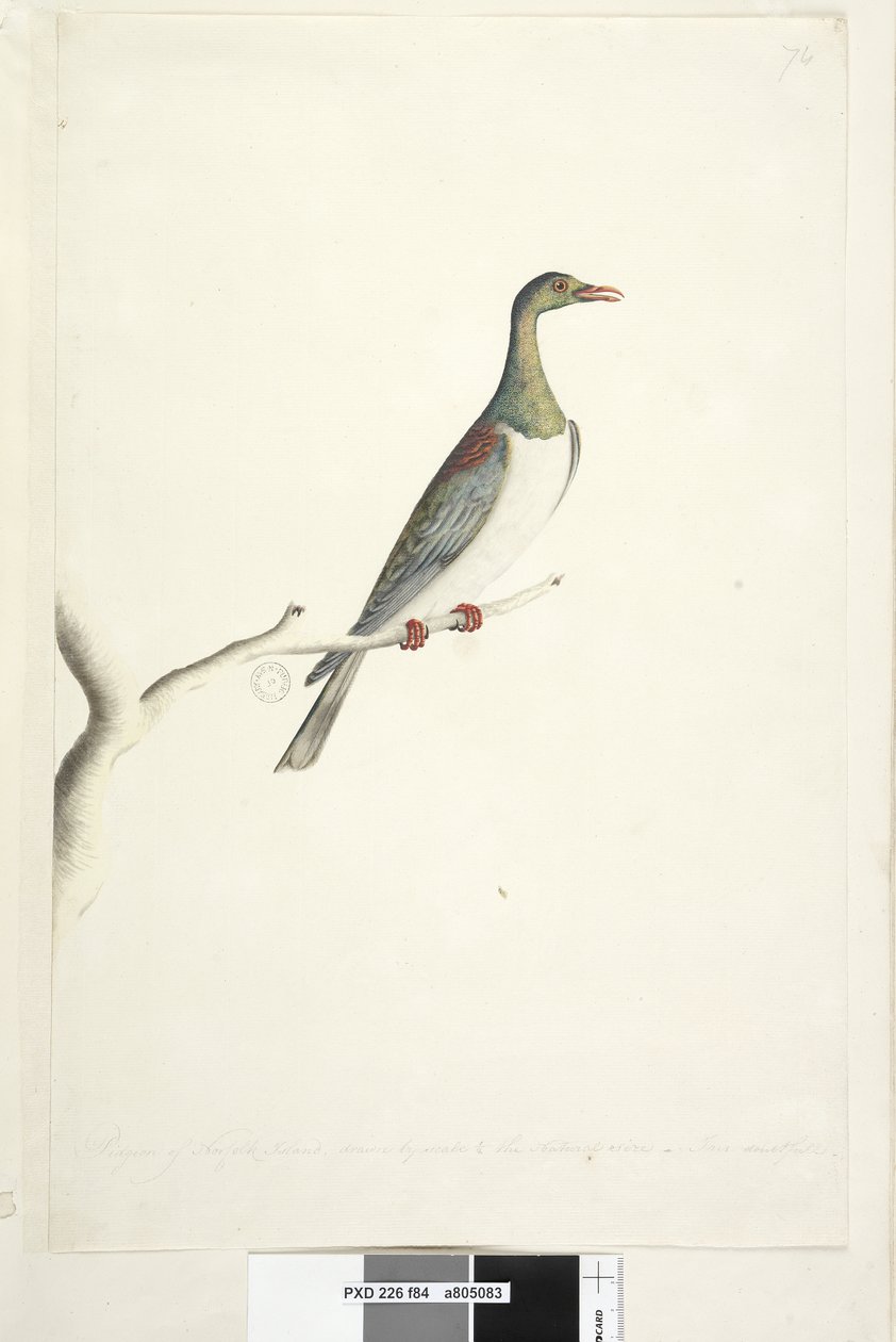 Strana 84. Pidgeon of Norfolk Island nakreslený v měřítku 1/2 přirozené velikosti. Iris pochybný Norfolk Island Pigeon Hemiphaga novaeseelandiae spadicea, 1791-92 od Unknown artist