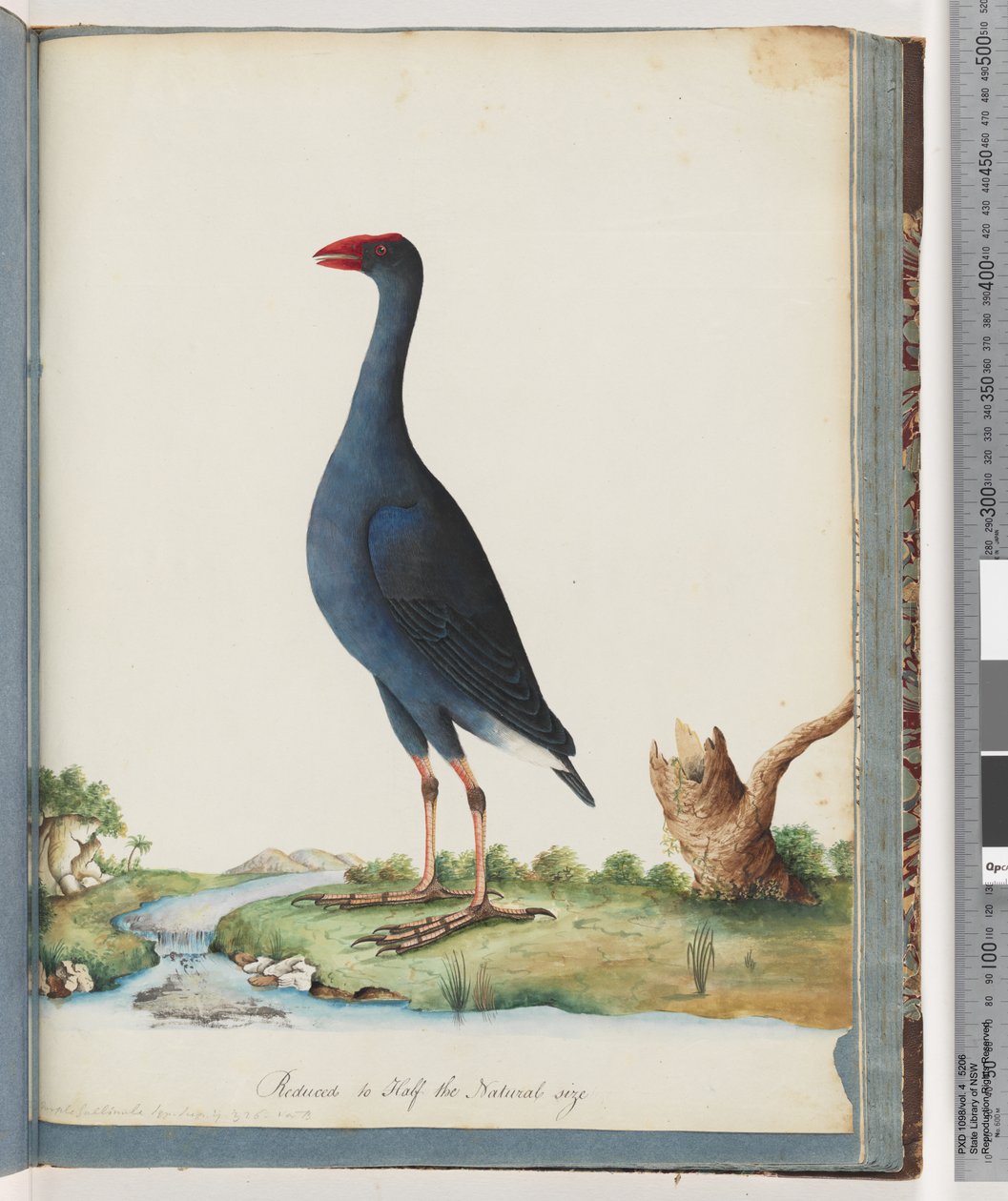 Strana 84. Purple Swamphen. Fialový gallinule od Unknown artist