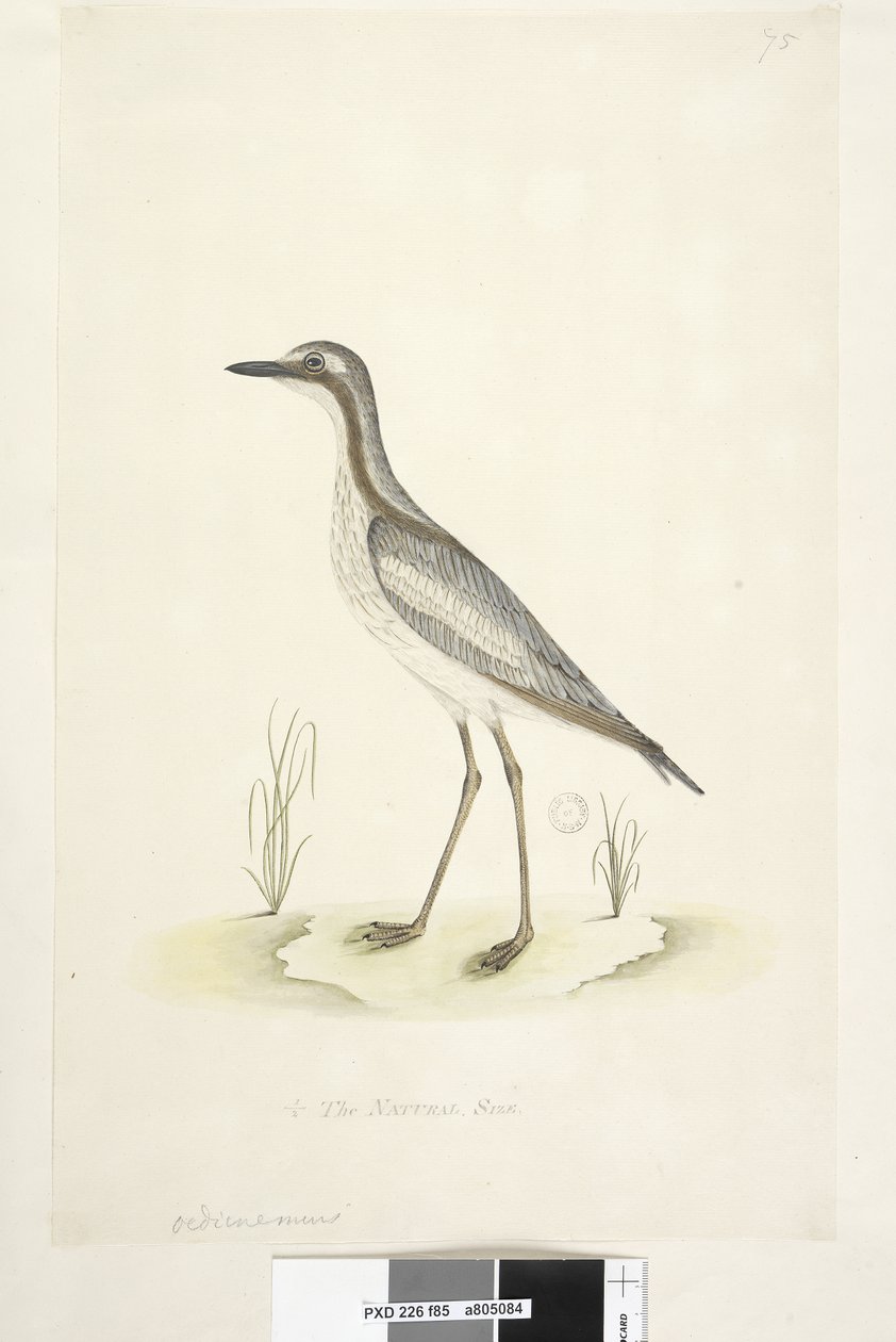 Strana 85. Oedicnemus. dole uprostřed v jiné ruce 1/2 přirozené velikosti Jižní kámen, Curlew Burhinus magnirostris, 1791-92 od Unknown artist