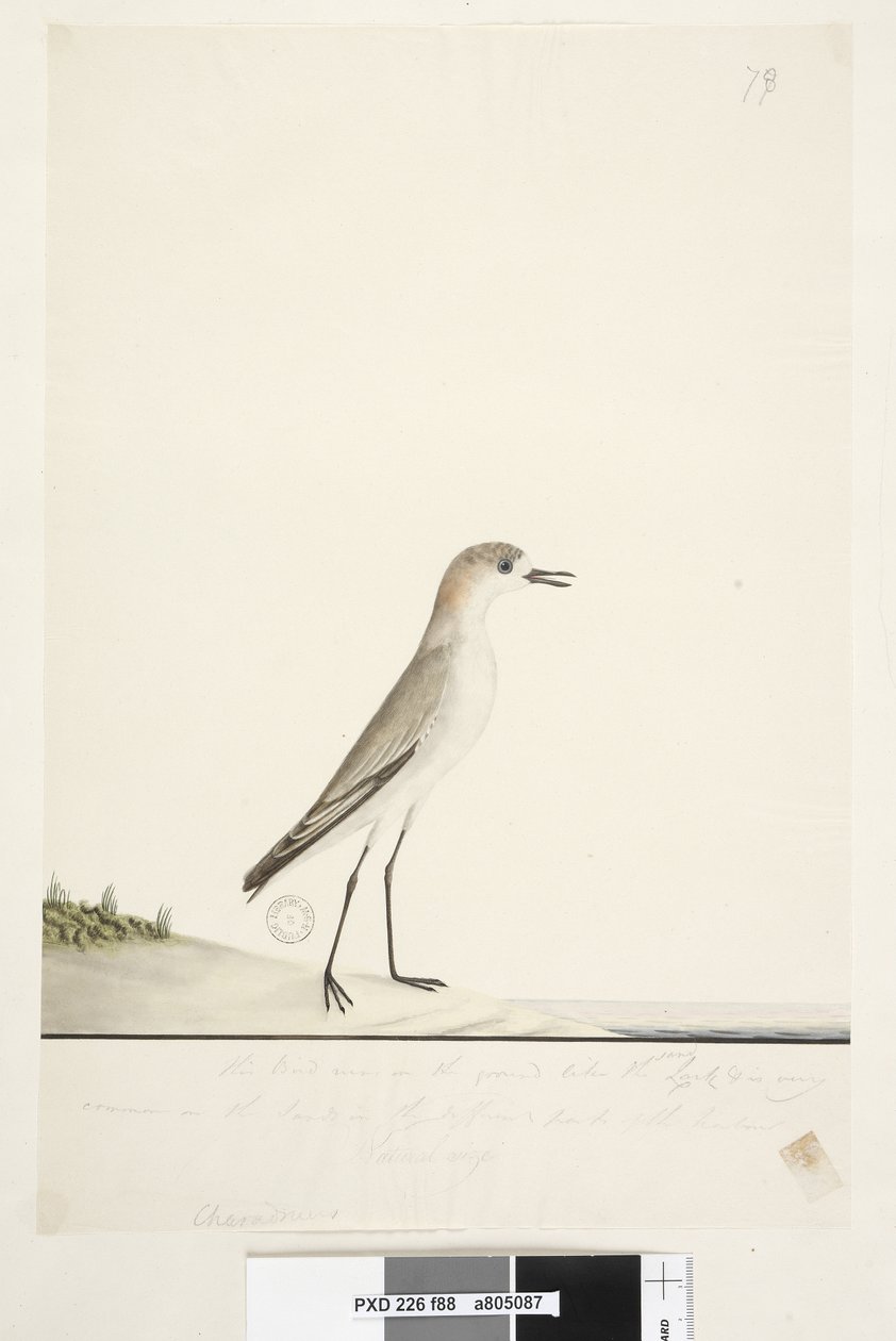 Strana 88. Charadrius. pod linií rámu v jiné ruce Tento pták běhá po zemi jako skřivan písečný a je velmi běžný na písku v různých částech přístavu. pod tím ve třetí ruce Přirozená velikost Červená, s čepicí Dotterel Charadrius alexandrinu od Unknown artist
