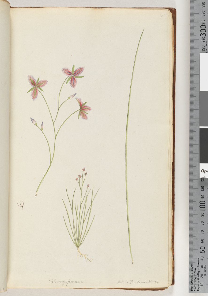Page 8. Chlamysporum Sal. in Par Lond. No. 35 od Unknown artist