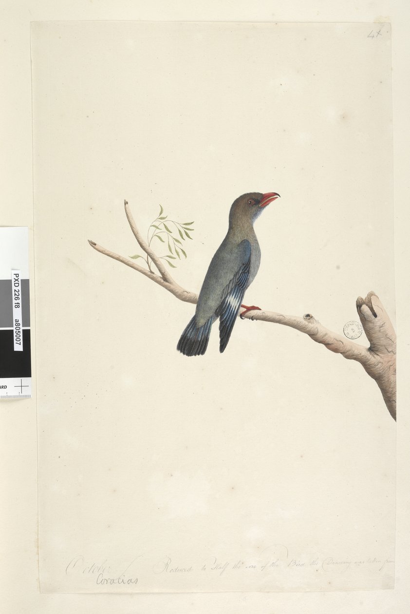 Strana 8. Coraciae. podél spodního okraje v jiné ruce října. Zmenšeno na polovinu velikosti ptáka, kresba byla převzata z dolaru, pták Eurystomus orientalis, 1791-92 od Unknown artist
