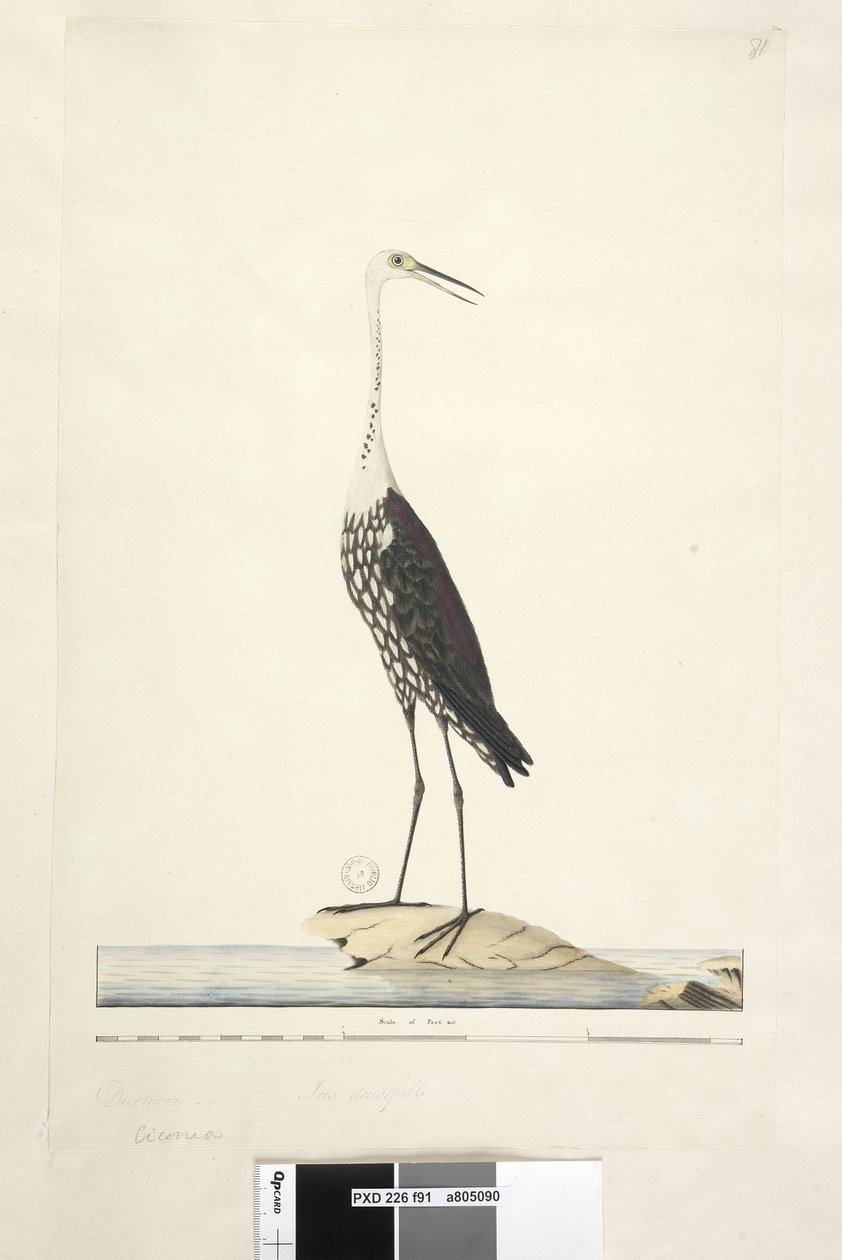 Strana 91. Ciconia. nad titulem jinou rukou prosinec, duhovka pochybná bílá, volavka šíjová Ardea pacifica Notophoyx pacifica, 1791-92 od Unknown artist