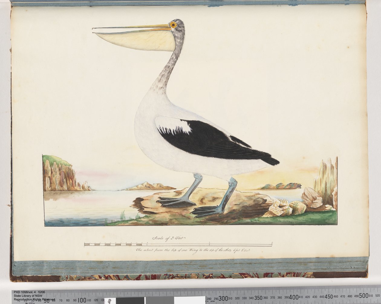 Strana 92. Pelikán australský od Unknown artist