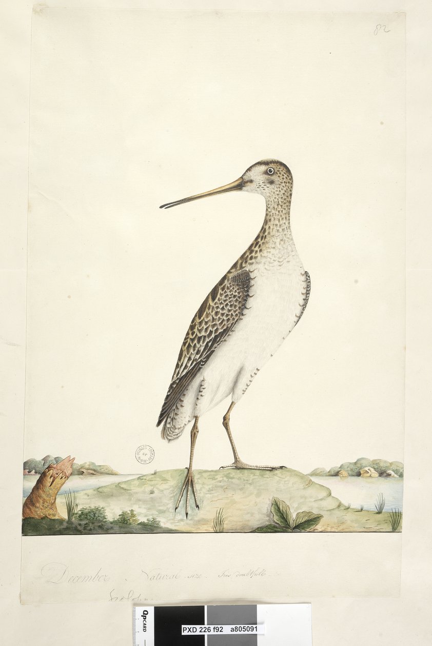 Strana 92. Scolopax. výše uvedený titul v jiné ruce prosince. Přirozená velikost, pochybná duhovka Japonská sluka Gallinago hardwickii, 1791-92 od Unknown artist