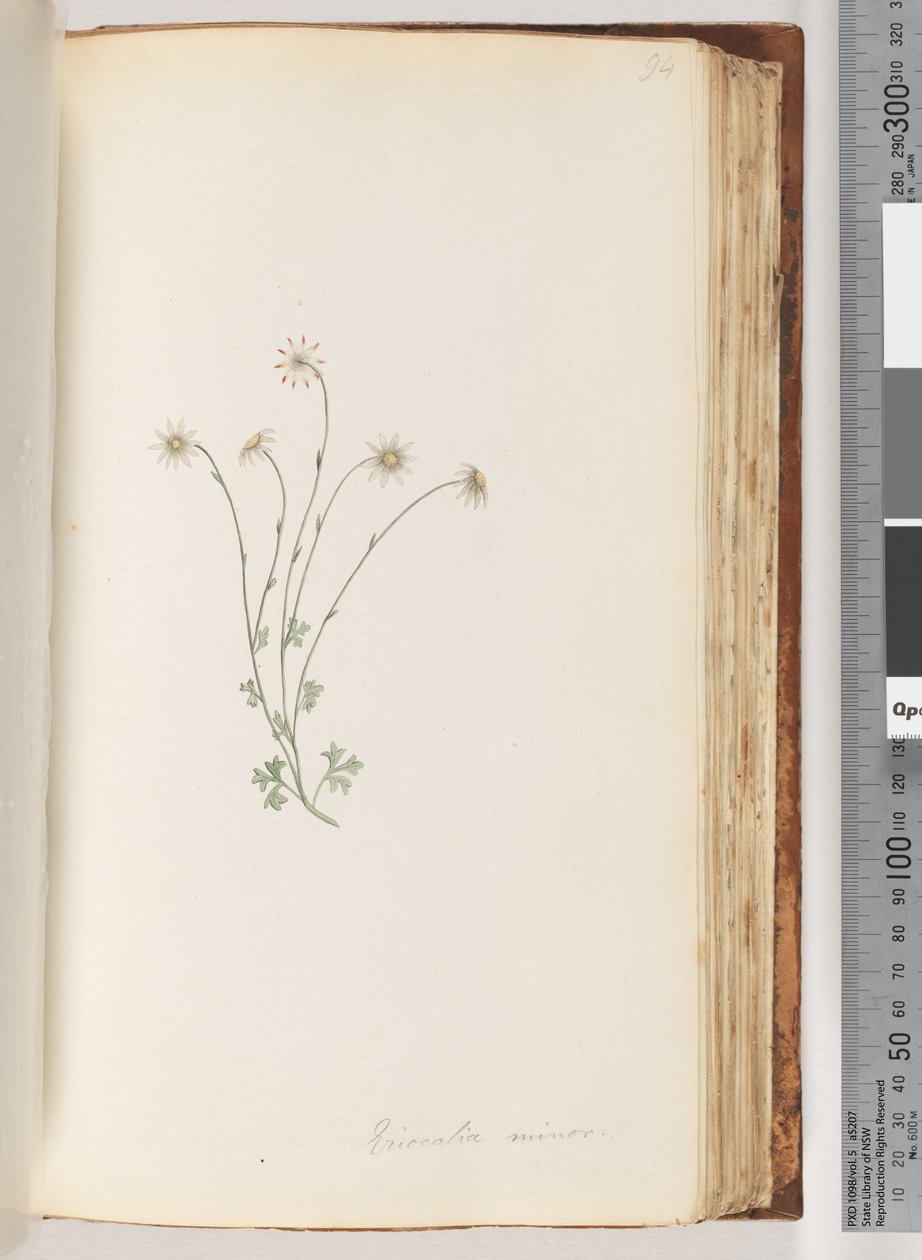 Strana 94. Eriocalia minor od Unknown artist