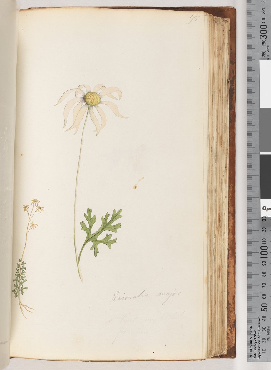 Strana 95. Eriocalia major od Unknown artist
