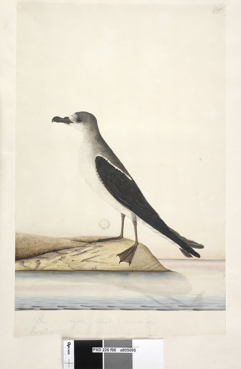 Strana 96. Bird of Norfolk Island od Unknown artist