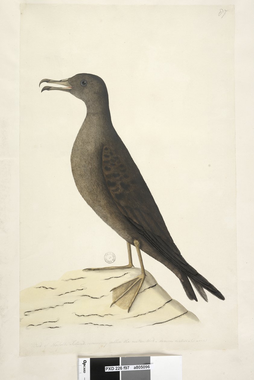 Strana 97. Bird of Norfolk Island běžně nazývaný skopový pták, nakreslený v přirozené velikosti Wedge, Tailed Shearwater Puffinus Pacificus, 1791-92 od Unknown artist