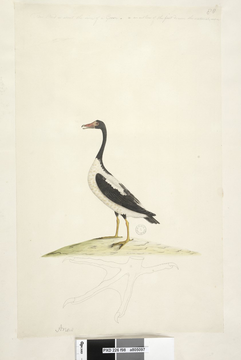 Strana 98. Anas. podél horního okraje v jiné ruce Tento pták je velký asi jako husa. Níže je obrys nohy nakreslený v přirozené velikosti Pied Goose Anseranas semipalmata, 1791-92 od Unknown artist