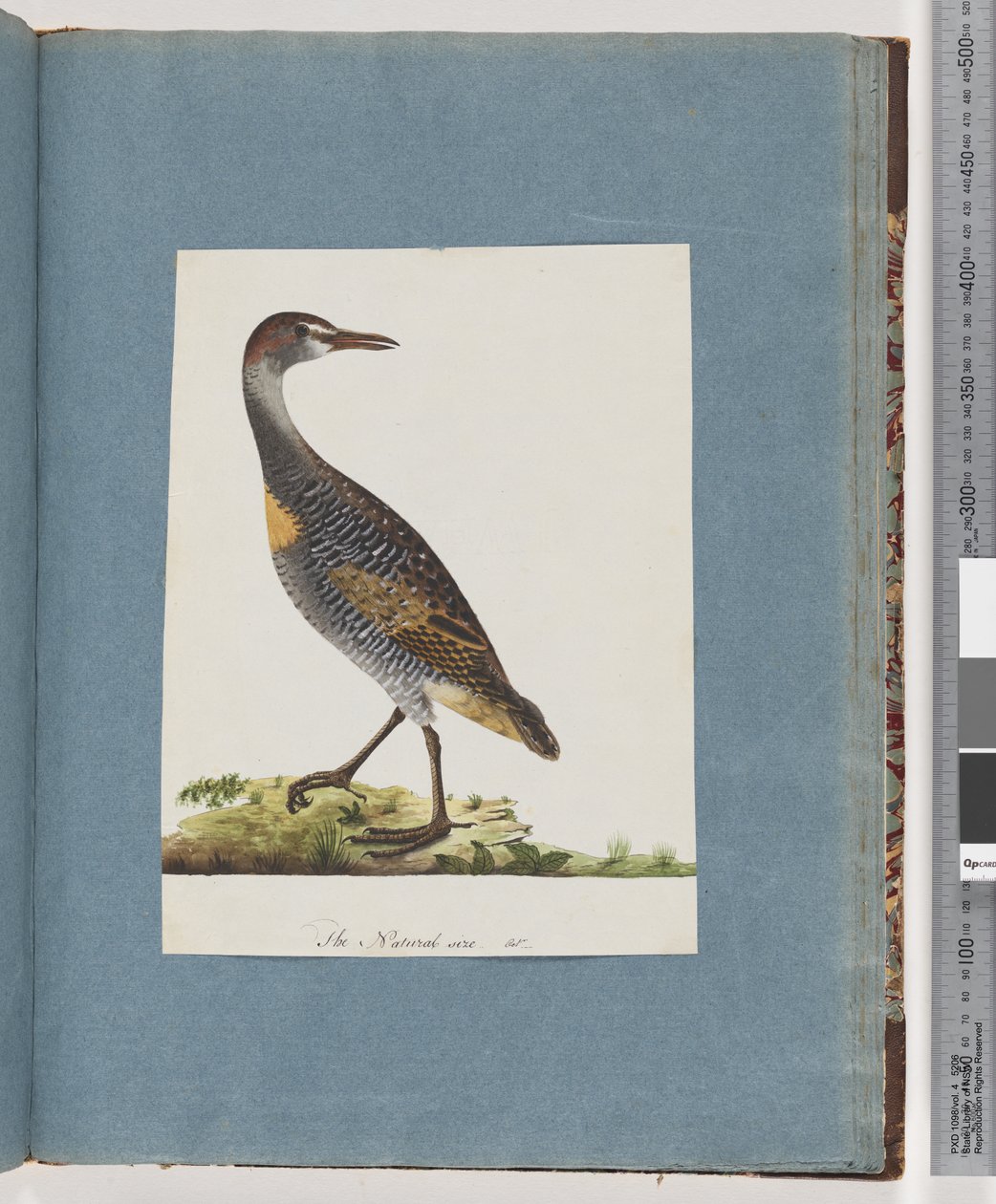 Strana 99. Buff-banded Rail od Unknown artist
