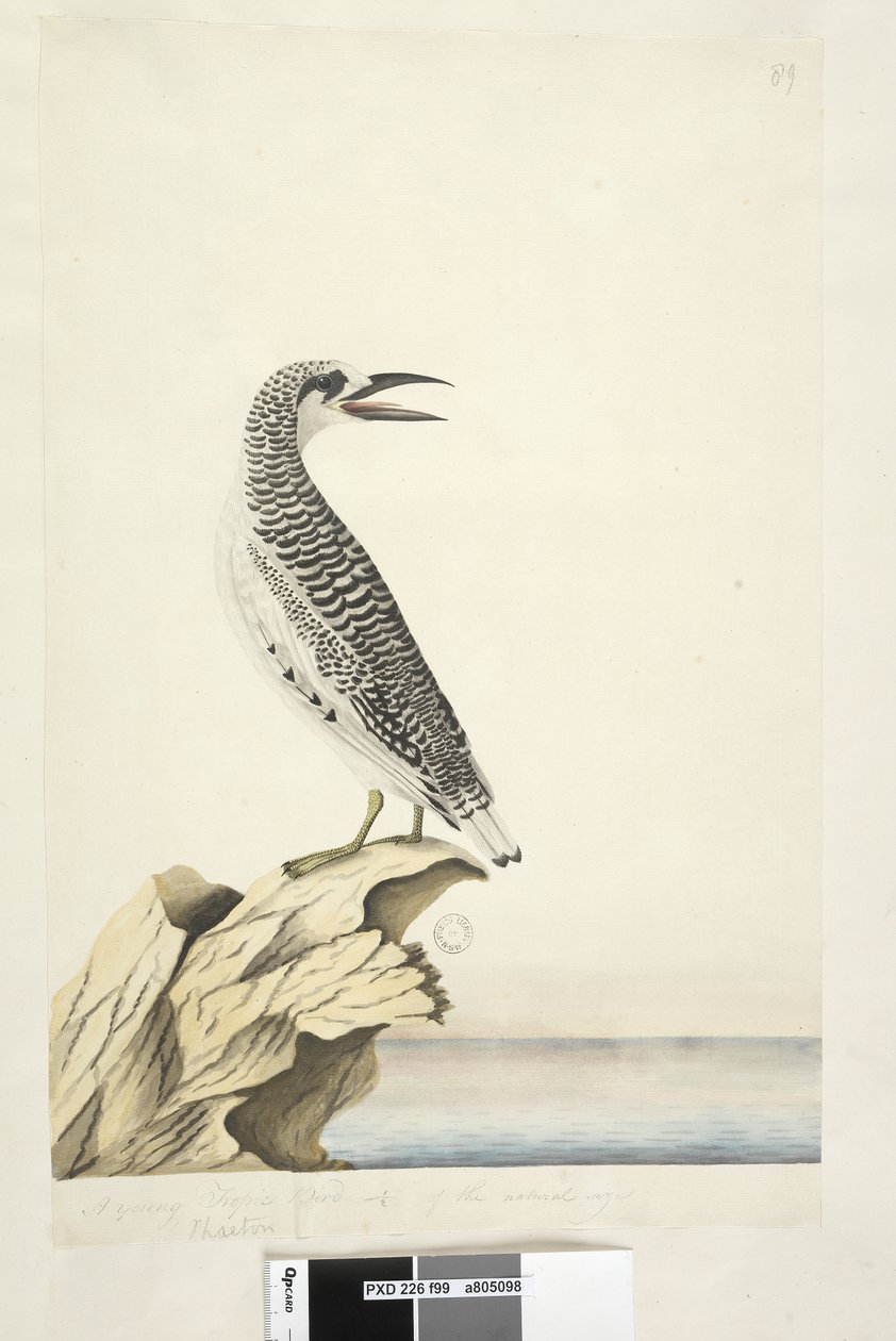 Strana 99. Phaeton. v jiné ruce Mladý tropický pták 1/2 přirozené velikosti Červený tropický pták s ocasem Phaethon rubricauda, 1791-92 od Unknown artist