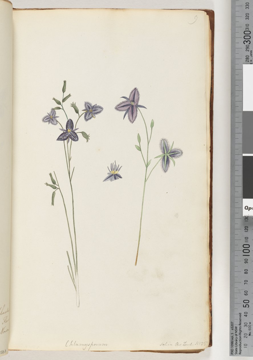 Page 9. Chlamysporum Sal. in Par Lond. No. 35 od Unknown artist