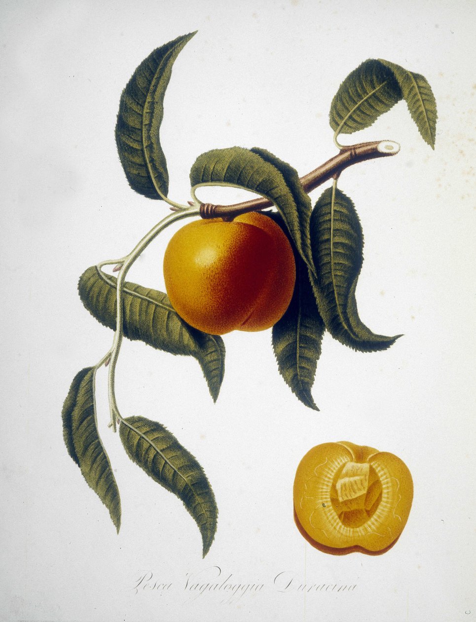 Pesca Vagaloggia Duracina (rybářské a rybářské odvětví). Herbář z 19. století. od Unknown artist