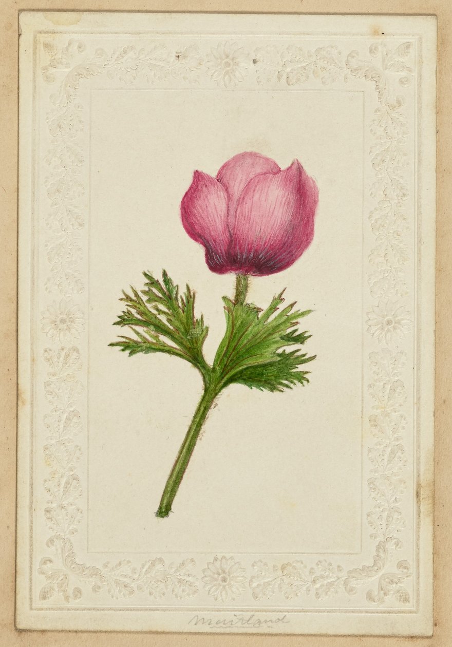 [Růžová květinová kartička] od Unknown artist