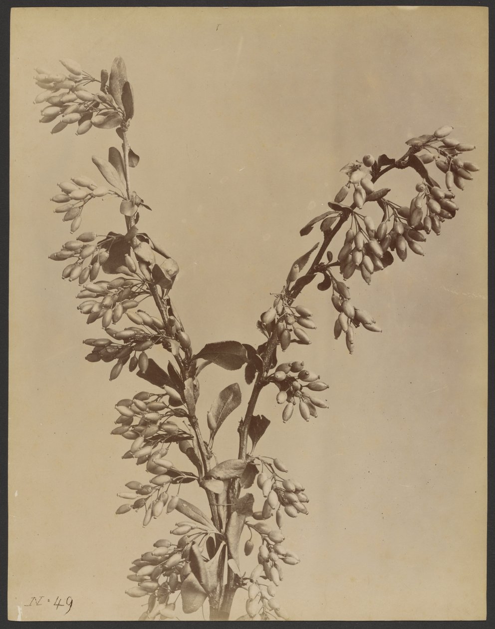 [Rostlina s trsy lusků] od Unknown artist