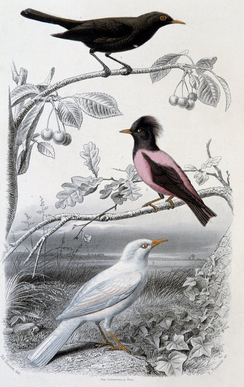 Přírodovědná deska: Kos, bílý kos a růžový kos - v “”Oeuvres de Buffon””, ed. Furne Jouvet & cie, Paříž od Unknown artist