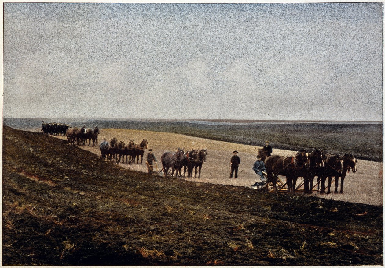 Orba v Manitoba Plains (Kanada), konec 19. století od Unknown artist