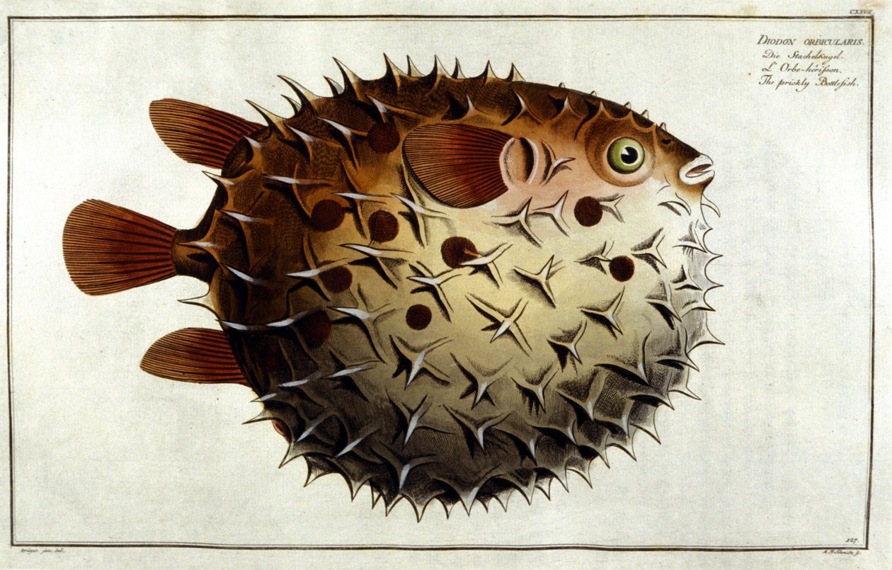 Dikobraz ryby podle Marca Eliesera Blocha Ichtyologie Paříž - Berlín - Londýn 1787. od Unknown artist