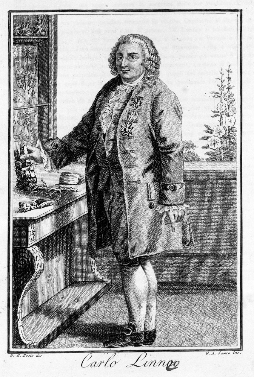Portrét Carla von Linného švédský přírodovědec a spisovatel (1707 - 1778). Sd. rytina 19. století. od Unknown artist