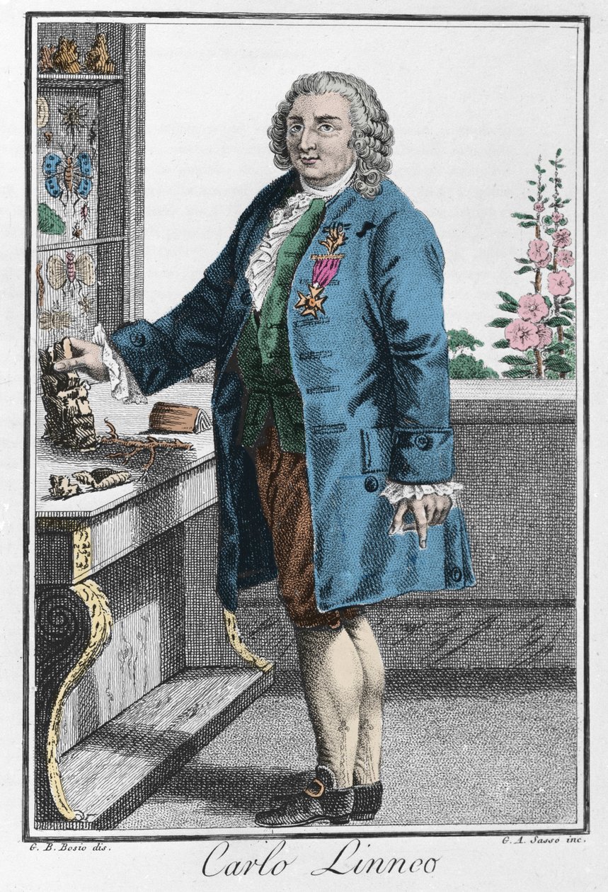 Portrét Charlese Linna (Carl von Linne, Linneus od Unknown artist