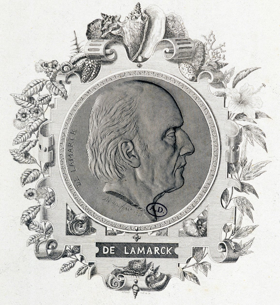 Portrét Jean Baptiste Lamarck - rytina od Unknown artist