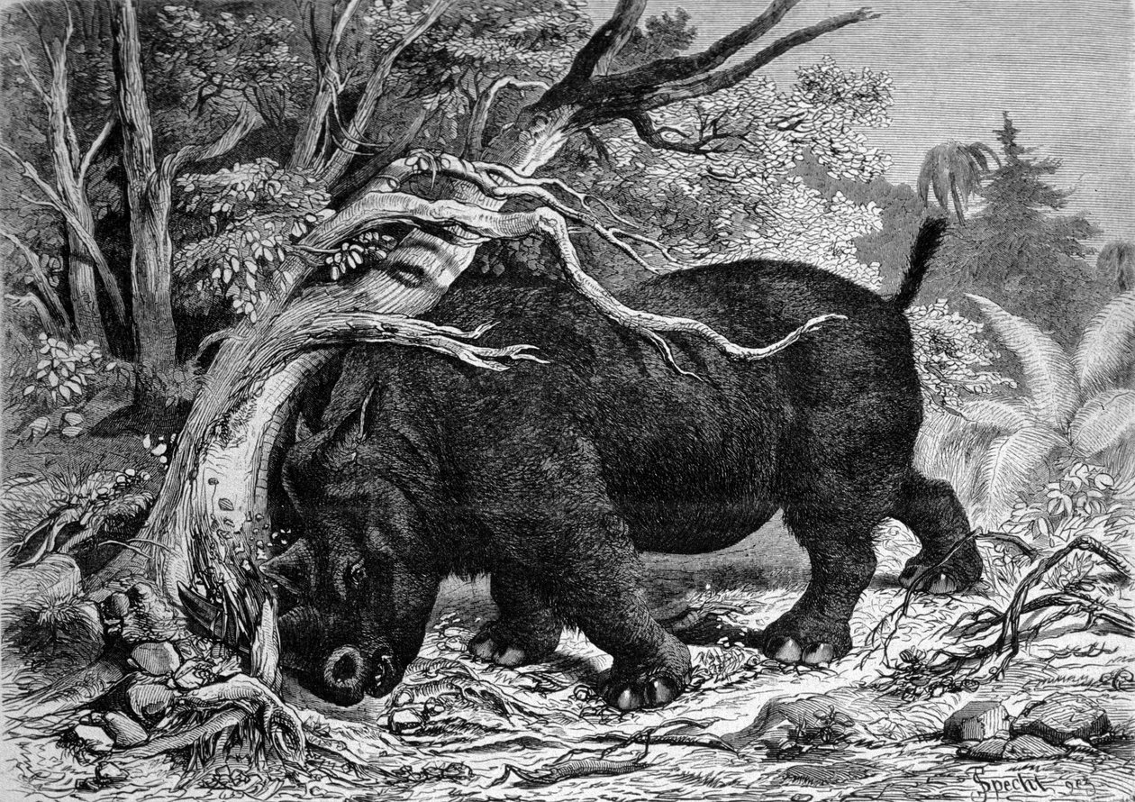 Pravěk: dinosaurus z čeledi perissodactylů, předek nosorožce, vyhubující strom. Rytina 19. století fn od Unknown artist