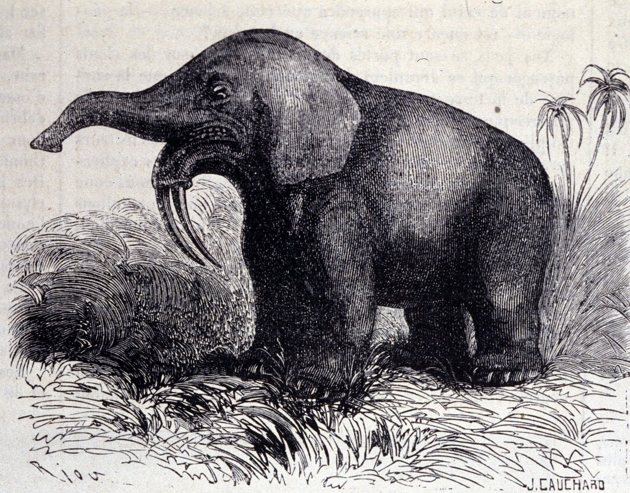Prehistorie: reprezentace Dinotheria, typ tlustokožce. od Unknown artist