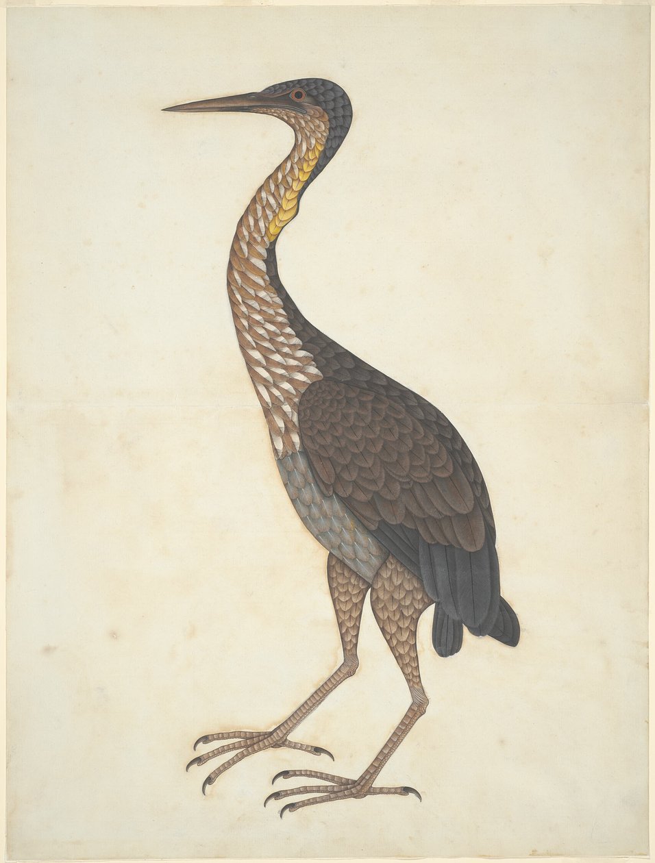 Volavka purpurová (Ardea purpurea) od Unknown artist