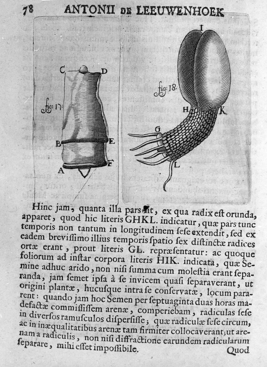 Znázornění semene ovocného stromu Studie holandského obchodníka a přírodovědce Antoina van Leeuwenhoeka (nebo Leeuvenhoeka nebo Leeuwenhoecka) (nebo Antoniho nebo Anthonieho) (1632-1723) Rytina z „Invetigatio Arcanorum“ 1722. od Unknown artist
