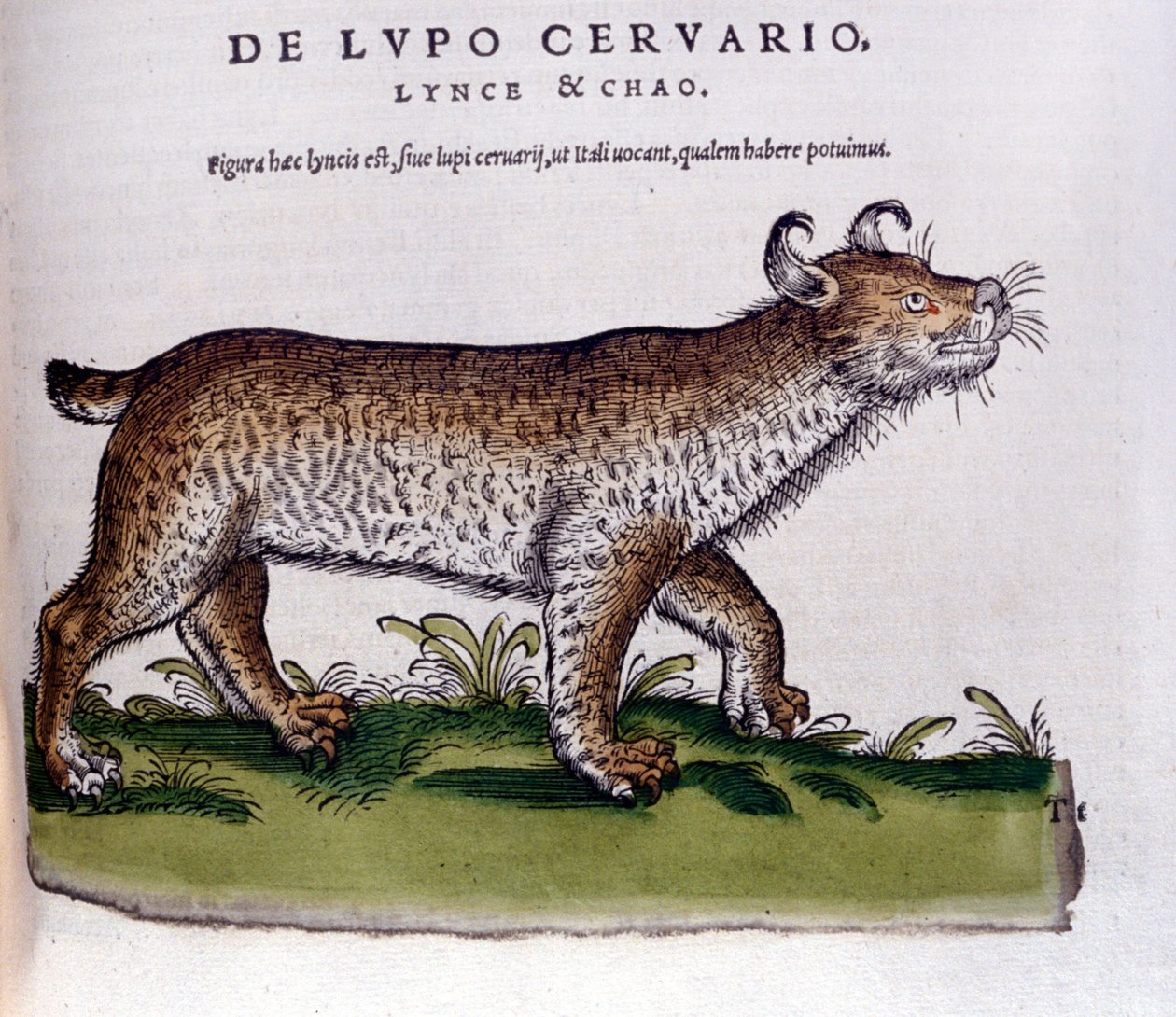 Znázornění rysa (vlk - jelen) - Historia Animalium de Conrad Gesner (1516 - 1565), Tiguri od Unknown artist