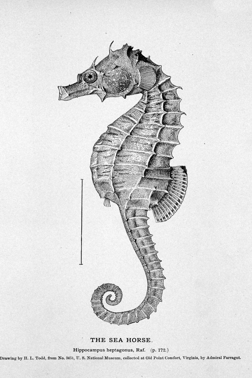 Znázornění mořského koníka (Hippocampus heptagonis). Přírodovědná tabule z 19. století. od Unknown artist