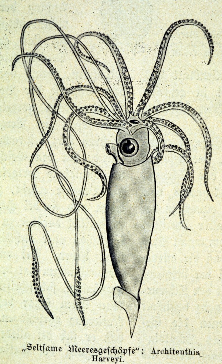 Zastoupení Architeuthise Harveyi, obří chobotnice. od Unknown artist