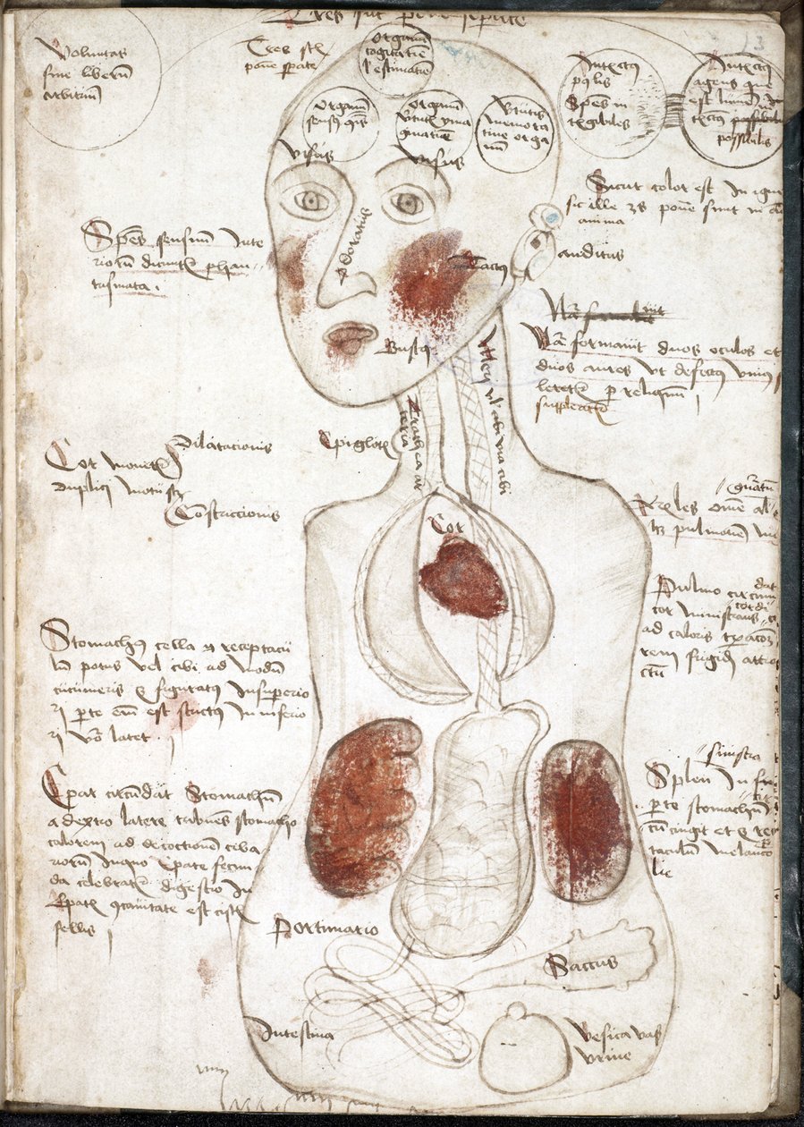 Reprezentace aristotelské teorie vědomí (Od: De corpore et anima) - Anonymní - 1497 - Akvarel na pergamenu - 22x15,8 - Univerzitní knihovna Johna Rylandse od Unknown artist