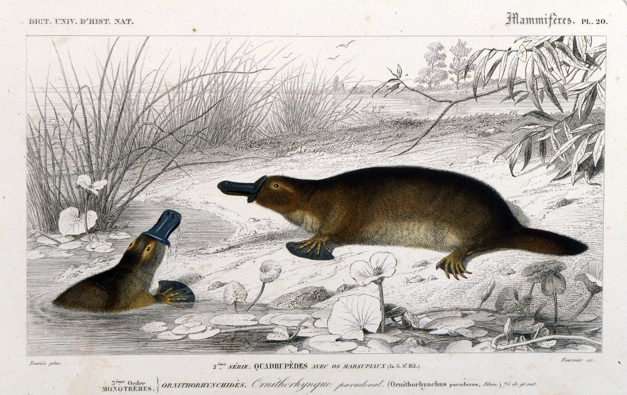 Znázornění ornithorynch (Ornithorhynchus paradoxus, Blum.). rytina z „Univerzálního přírodopisného slovníku“ od C. D