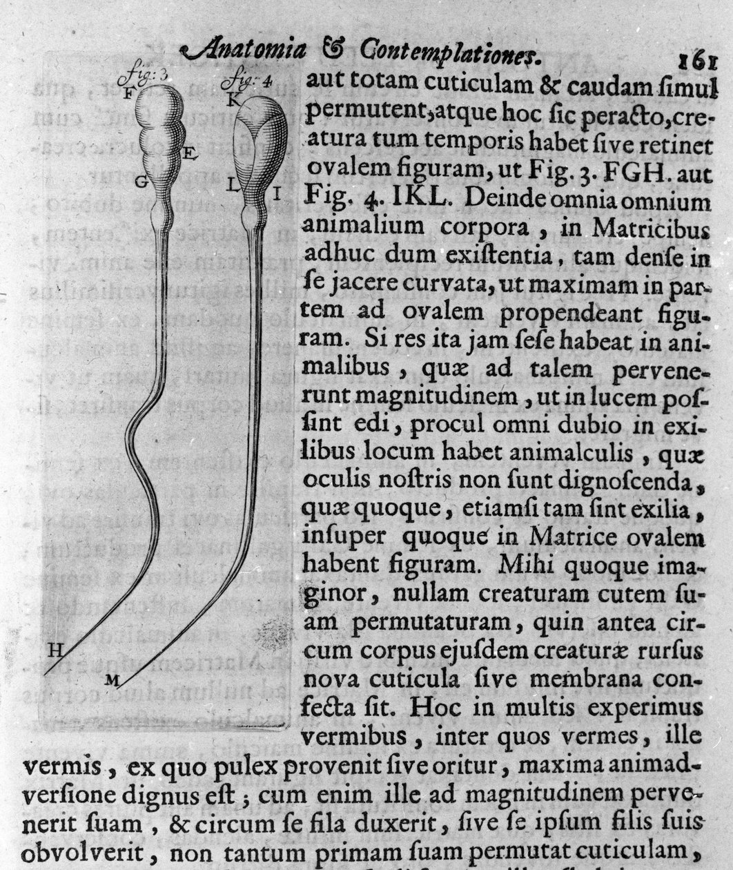 Zastoupení psích spermií Popis vytvořil holandský obchodník a vědec Antoine van Leeuwenhoek (nebo Leeuvenhoek Leeuwenhoeck) (nebo Antoni nebo Anthonie) (1632-1723). Rytina z „Investigatio Arcanorum“ 1722 od Unknown artist